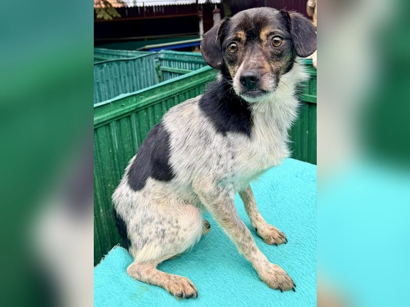 Sensibler, freundlicher Louie