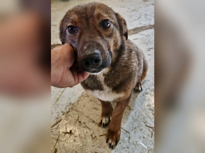 Dankbare, super sanfte Meg