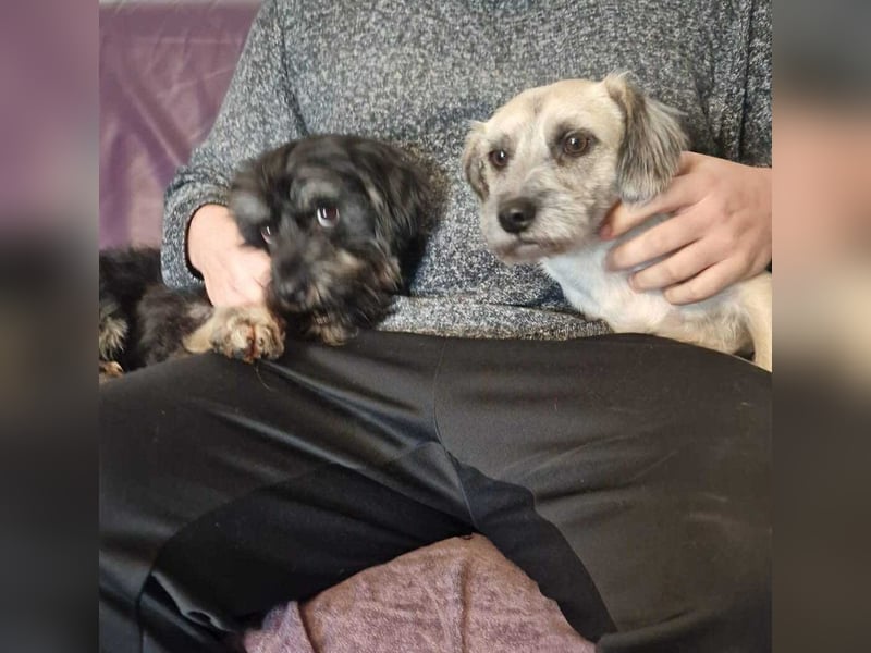 Kuschelbär Anton auf der Suche nach seiner Familie