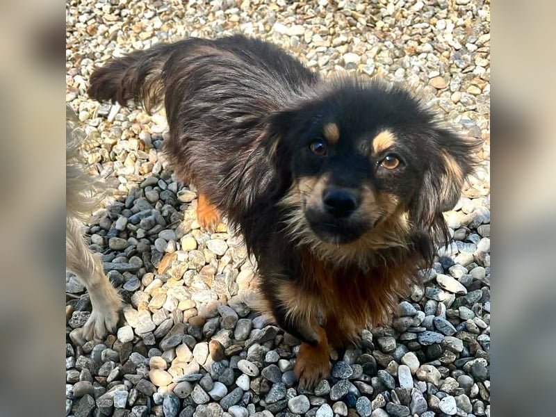 Kleiner Tyago sucht sein großes Glück