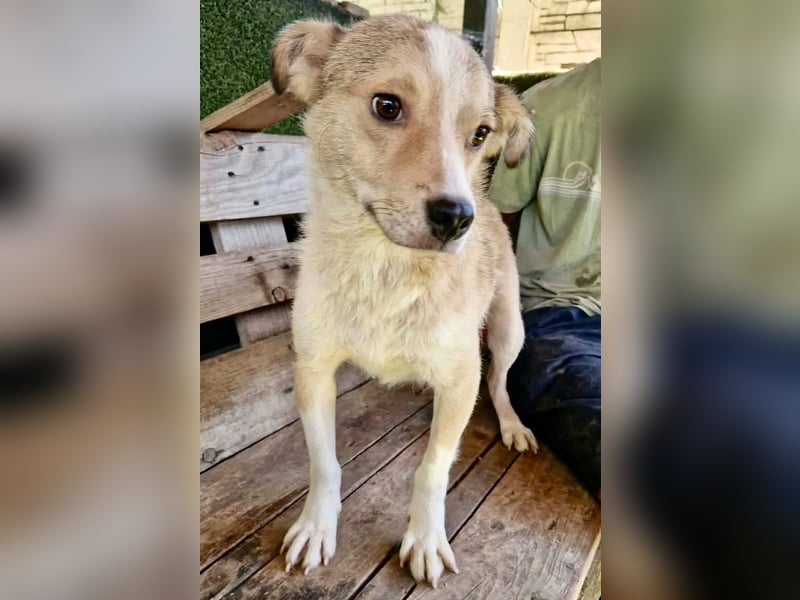 Dawn, kleiner Kämpfer mit großem Herzen sucht seine Familie