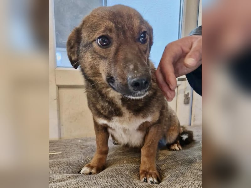 Dankbare, super sanfte Meg