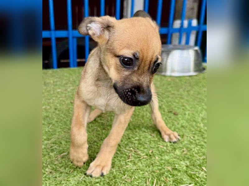 Balu - kleinbleibender Welpenbub