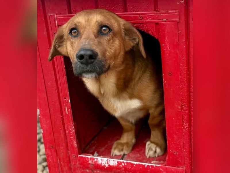 Sanfter Schmuser Wally sucht sein Zuhause