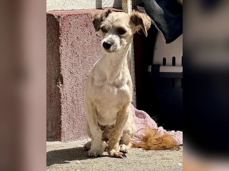 Carino – kleiner Herzenshund sucht seine Menschen