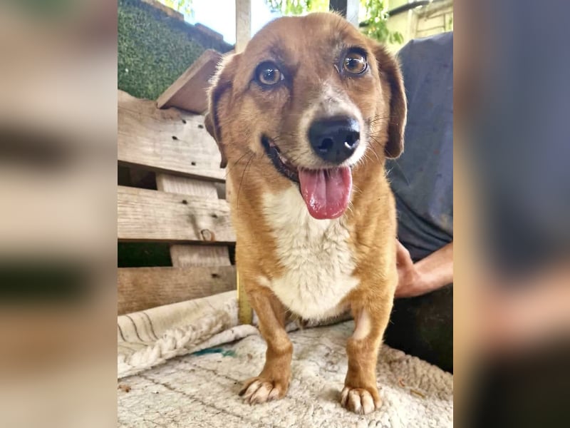 Tapsy, kleines Herz sucht Geborgenheit