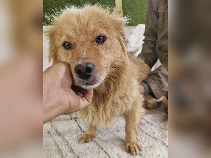 Socke – fröhlicher kleiner Grinsebär sucht sein Glück