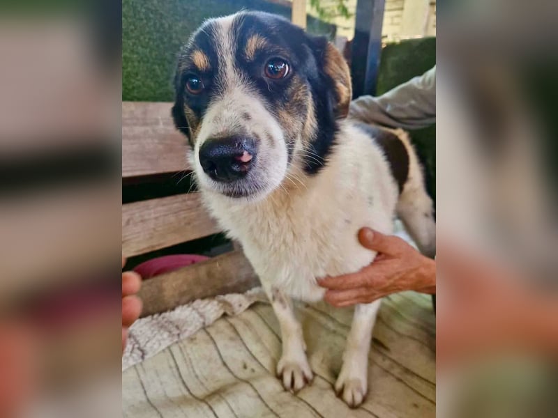 Duddly , fröhlicher Sonnenschein sucht seine Familie