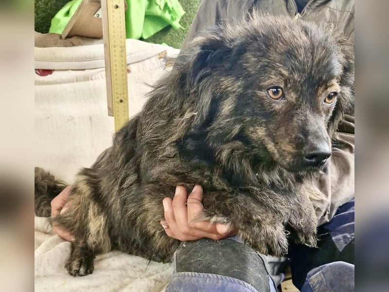 Eddie – kleine verletzte Seele sucht Menschen mit Herz und Geduld