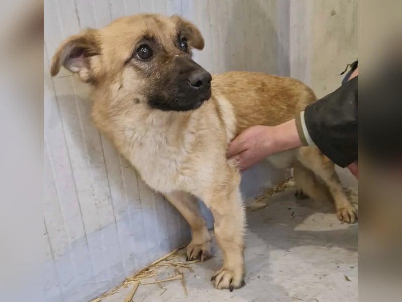 Super sanfte Pfötchengeberin Ava