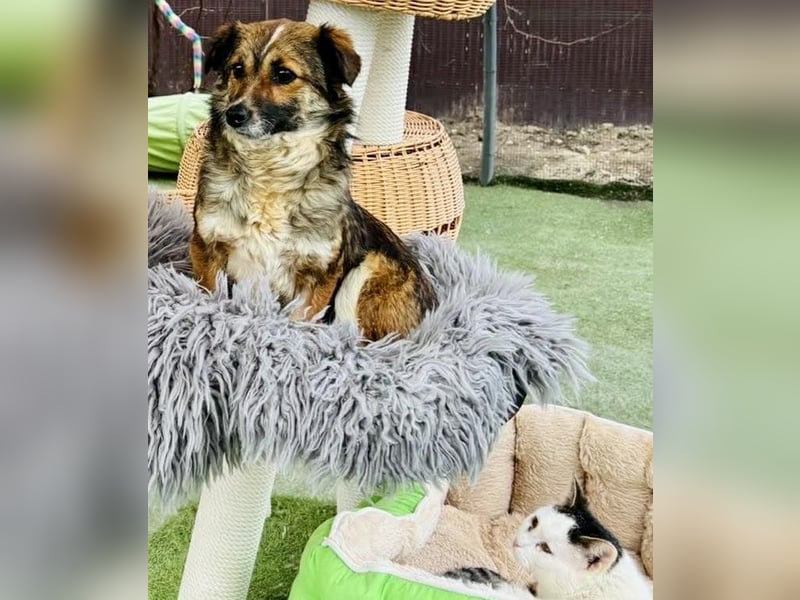 Katzenverträglichen Minimäuschen Ina