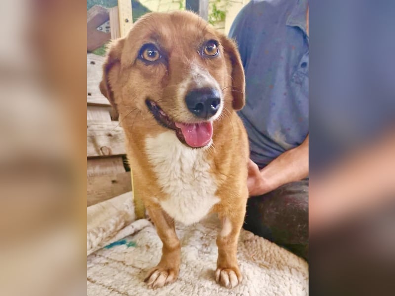 Tapsy, kleines Herz sucht Geborgenheit