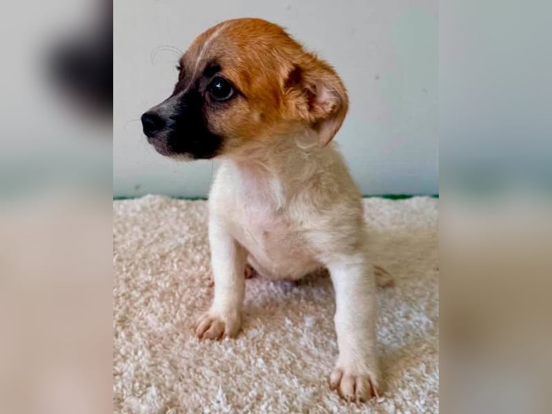 Teddy, kleinbleibender Welpenjunge sucht seine Familie