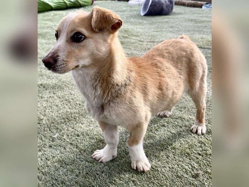 Kuschelhund Chester braucht seine Menschen