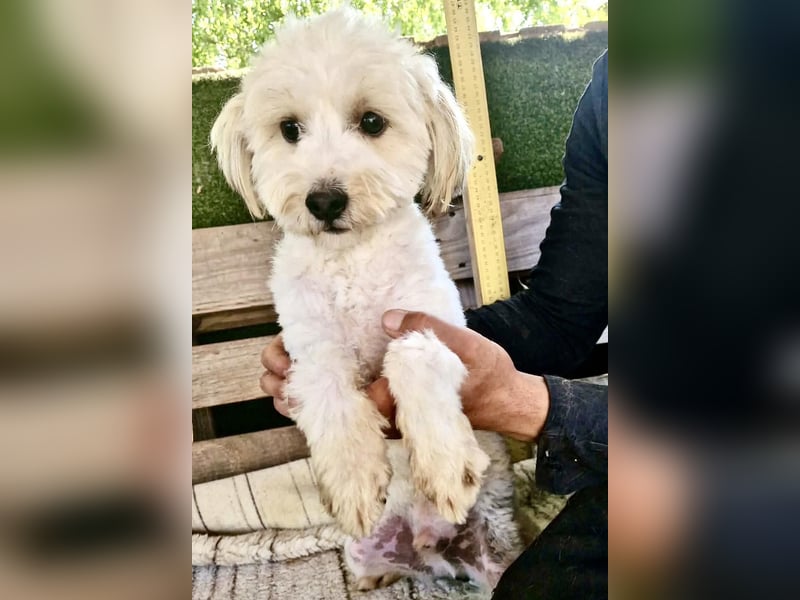 Snoopy – kleiner Gute-Laune-Hund sucht sein Glück
