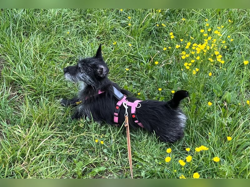 Fröhliche Terrier-Mix-Hündin Finja sucht liebevolles Zuhause