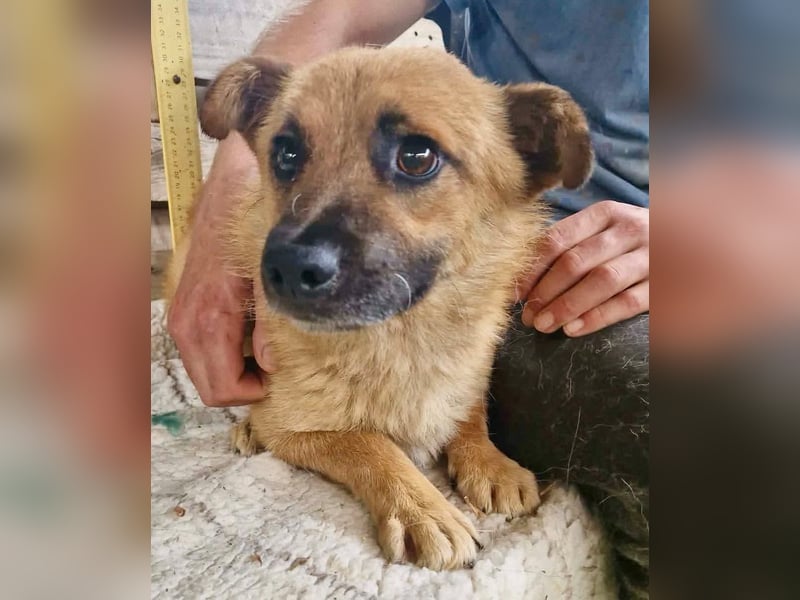 Kleiner Thor sucht sein großes Glück