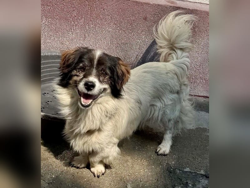Rocky, kleines Männlein sucht seine Familie