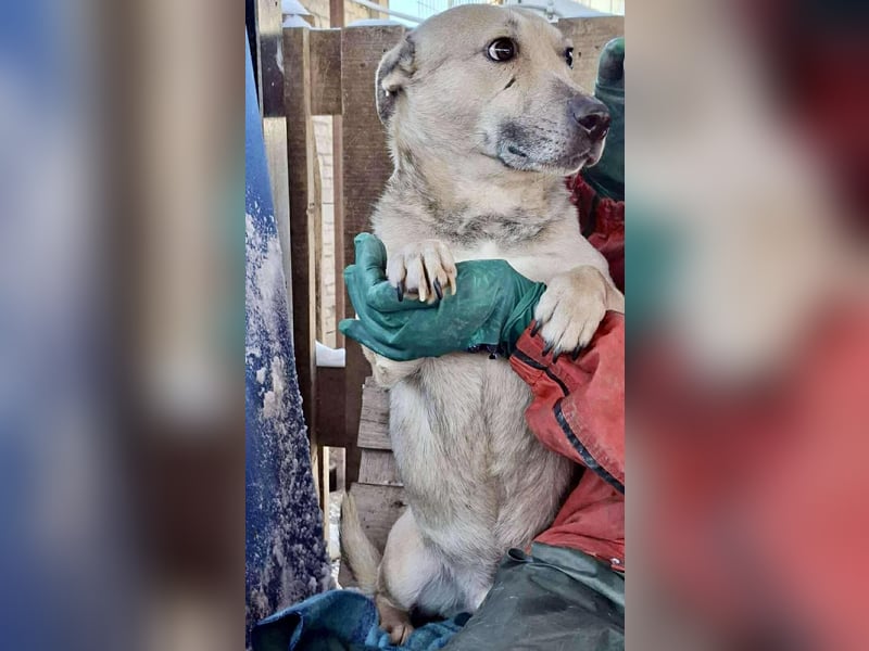 Kleiner ängstlicher Hundebub Balou