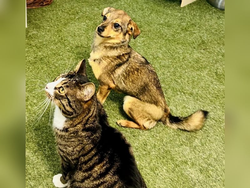 Zartes Hundemädchen Netty