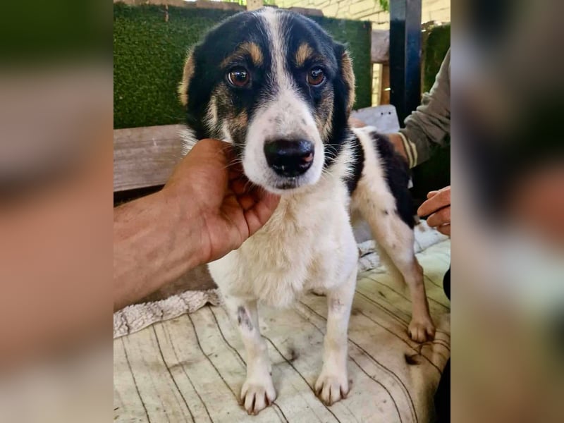 Duddly , fröhlicher Sonnenschein sucht seine Familie