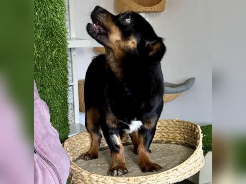 Katzenverträgliches Mini Mäuschen Gretchen