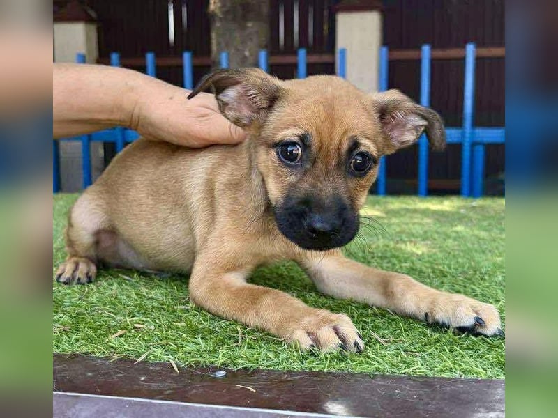 Balu - kleinbleibender Welpenbub