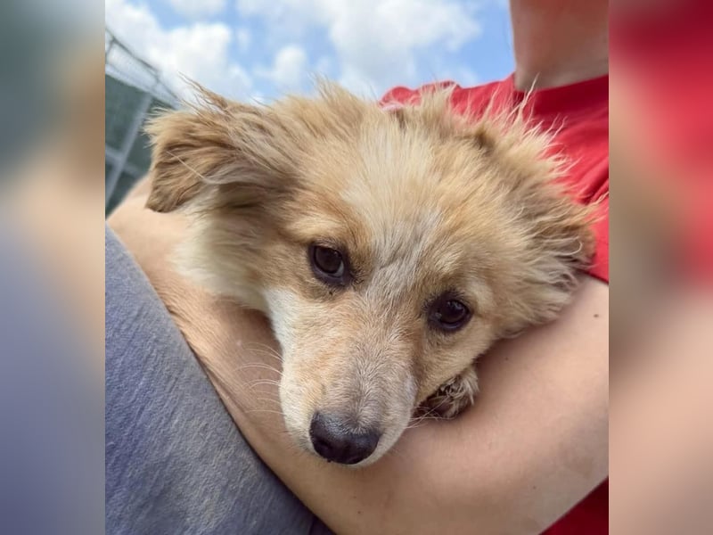 Lani – kleines Hundekind auf der Suche nach Geborgenheit