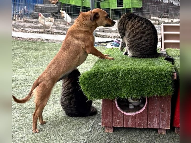 Katzenverträgliche Minimaus Frieda