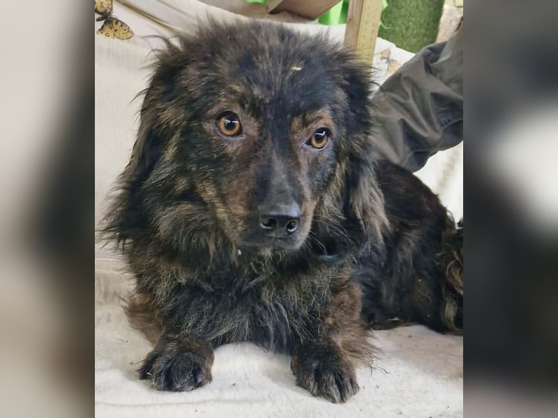 Eddie – kleine verletzte Seele sucht Menschen mit Herz und Geduld