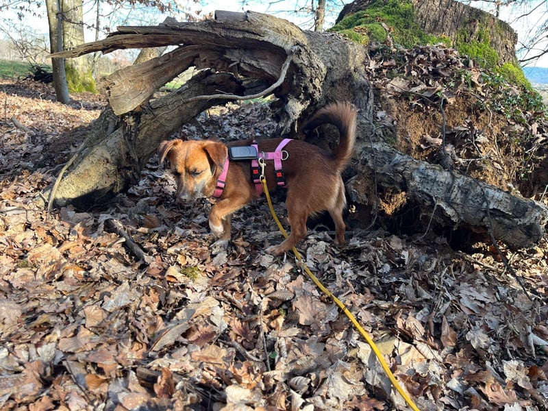 Kleine Allrounderin Nika sucht Familienanschluss