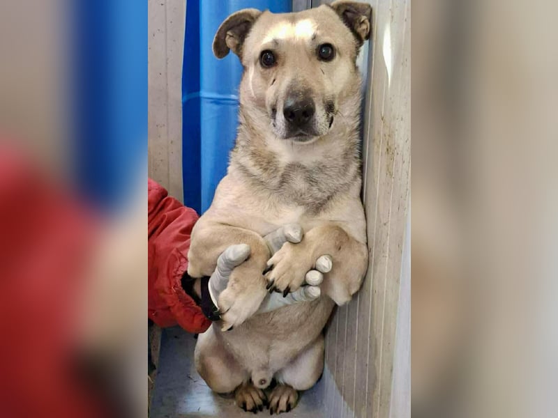 Kleiner ängstlicher Hundebub Balou