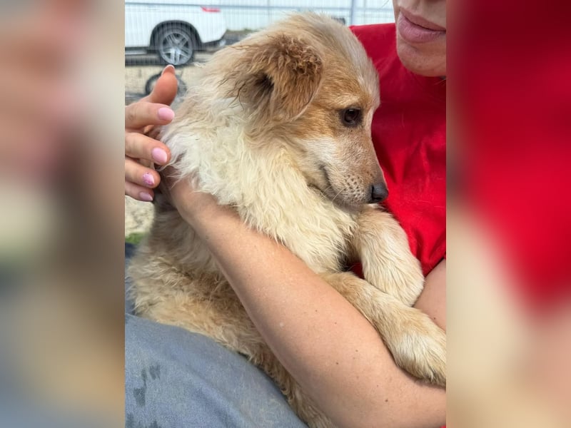 Lani – kleines Hundekind auf der Suche nach Geborgenheit