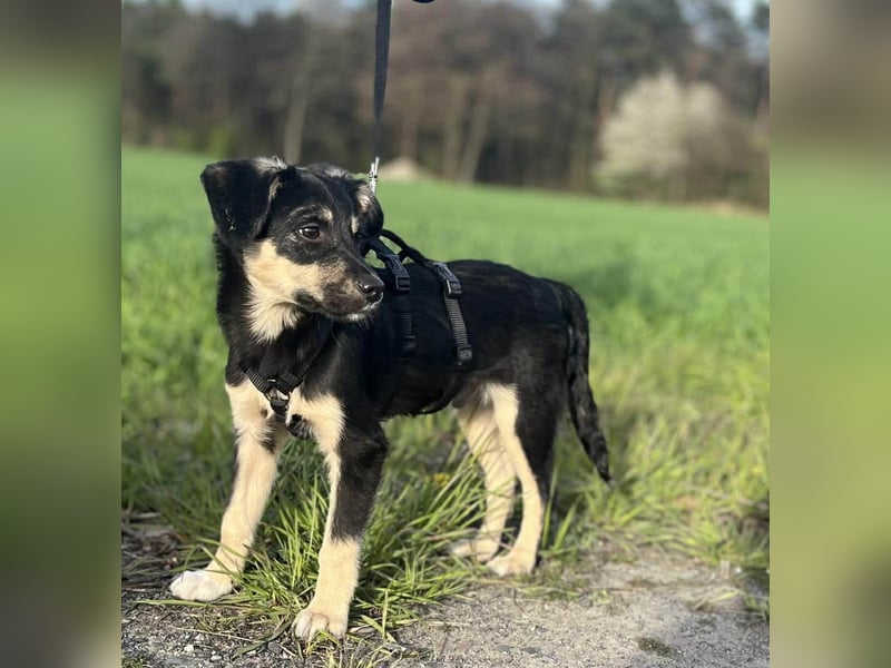 Kurti - Welpe sucht liebevolles Zuhause