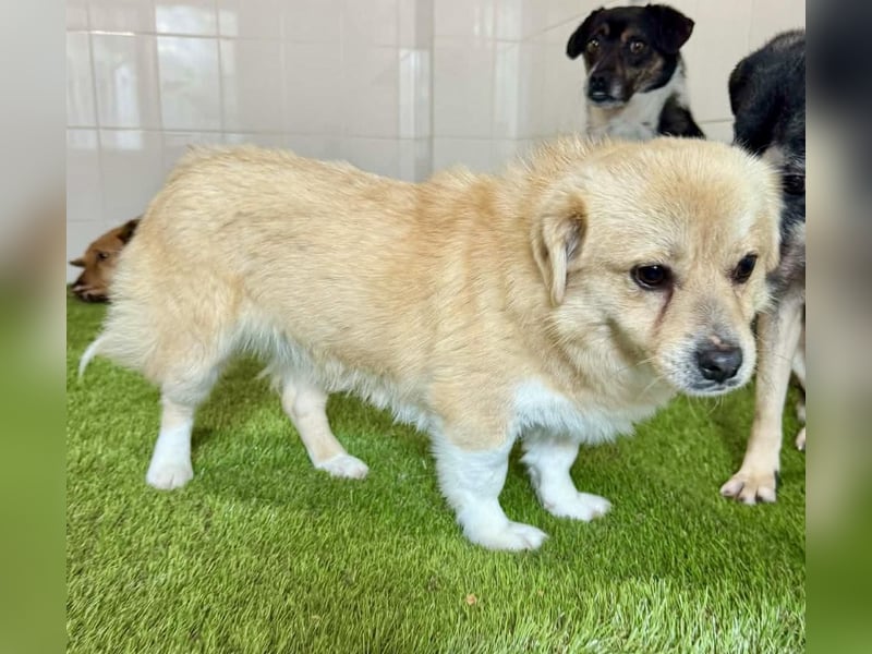 Katzenverträgliches Mini Männlein Capper