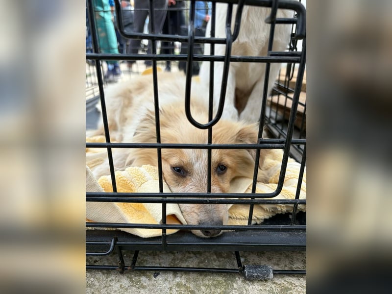 Lani – kleines Hundekind auf der Suche nach Geborgenheit