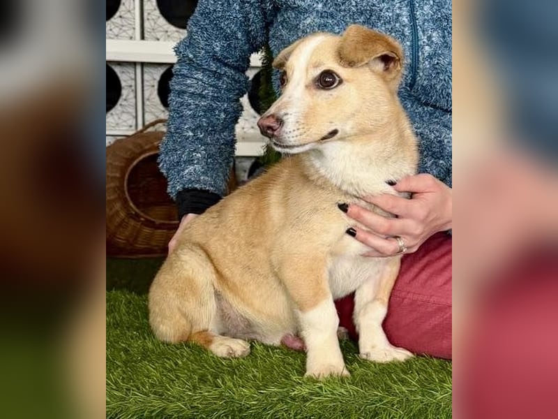 Kuschelhund Chester braucht seine Menschen