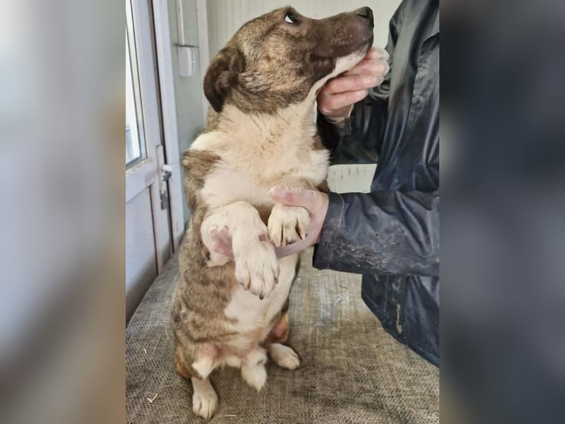 Ramon...ein Herz auf 4 Pfötchen....