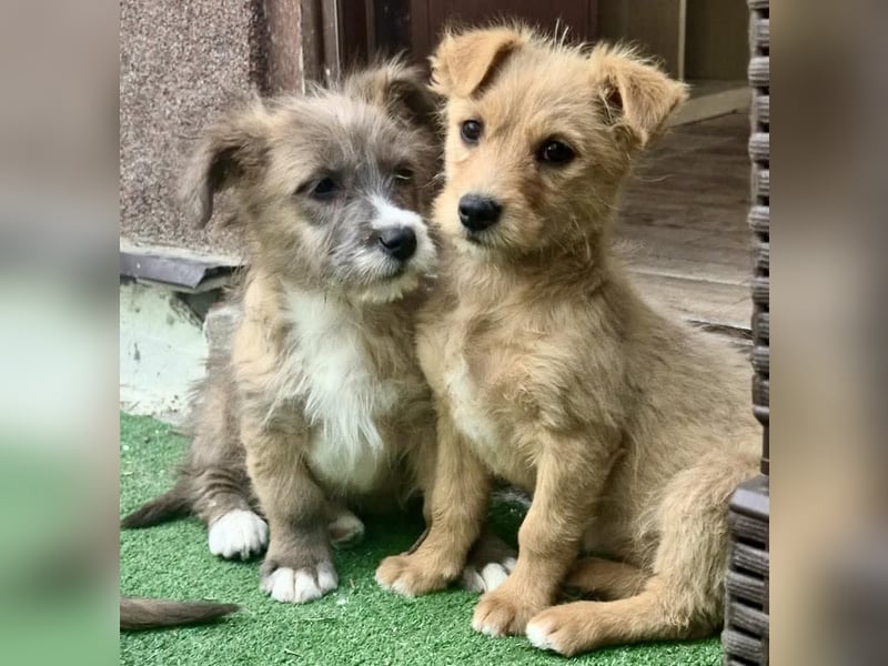 Milly sucht ihr großes Glück
