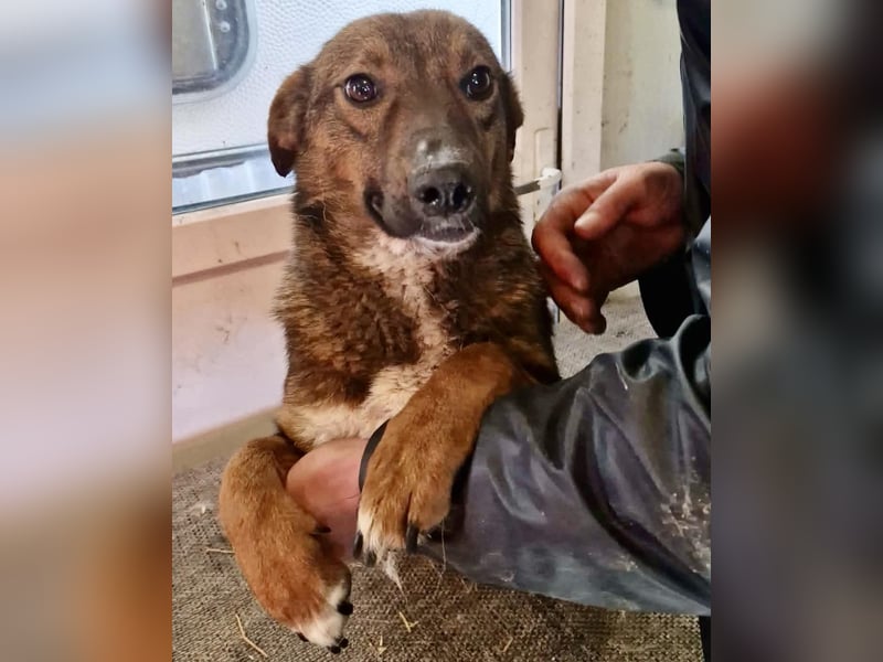 Dankbare, super sanfte Meg