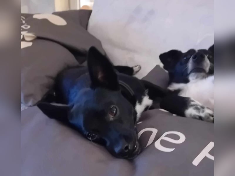 Jungspund JERRY, wo darf er einziehen?