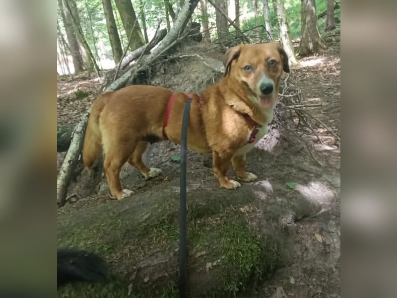 Kuschelmaus Tapsy sucht ihr Glück