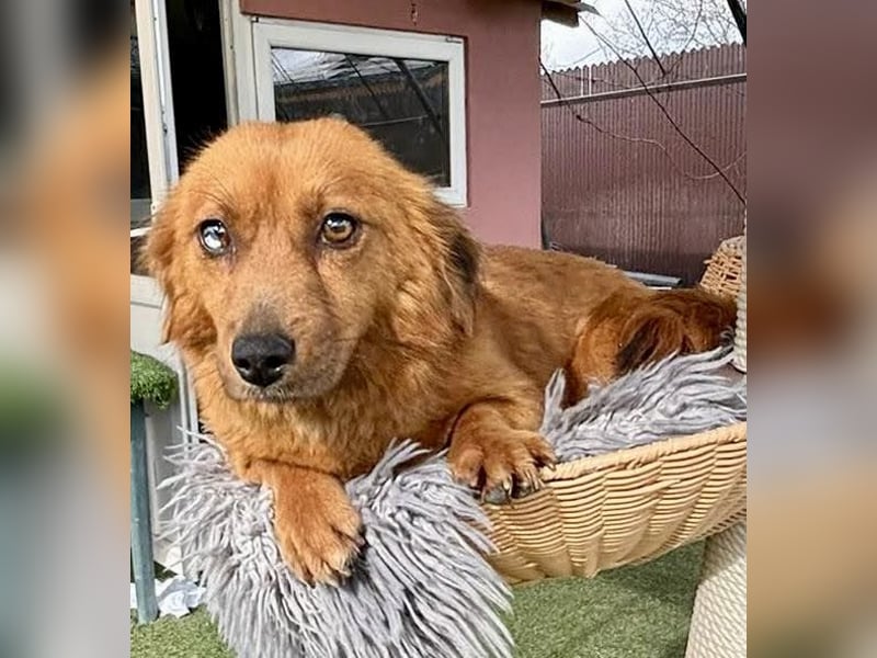 Katzenverträgliche , kleine Zoe