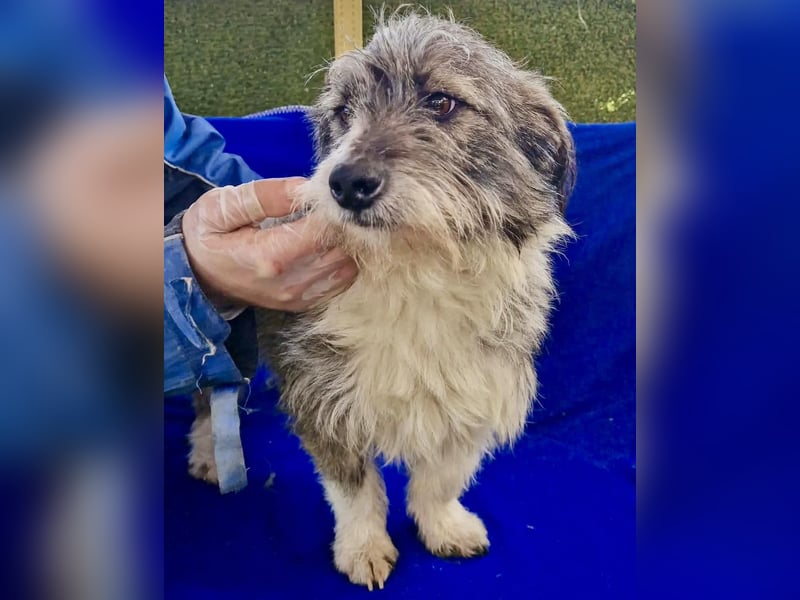 Kleiner Scottie sucht sein Glück