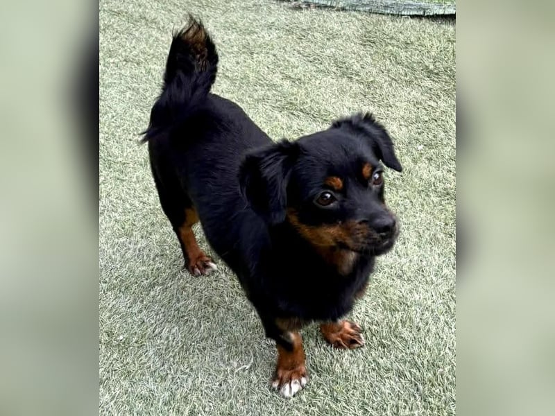 Katzenverträgliches Mini Mäuschen Gretchen