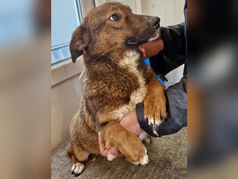 Dankbare, super sanfte Meg