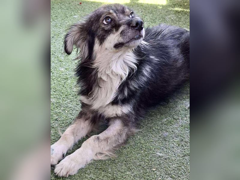 Ilay – junger, menschenbezogener Rüde sucht liebevolles Zuhause