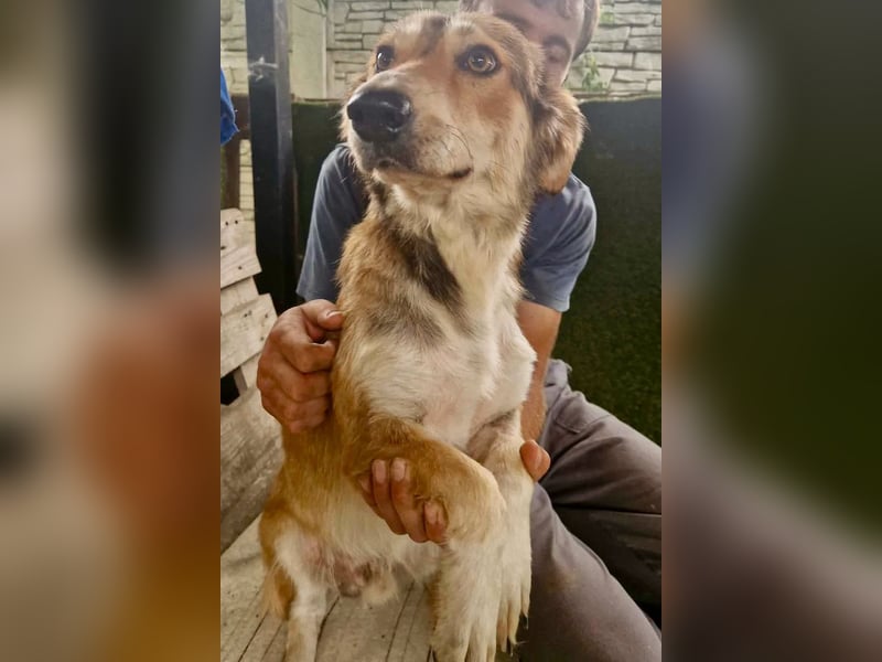 Leroy, ein sanfter kleiner Schatz sucht sein großes Glück.
