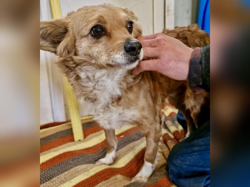 Liebe, kleine Schmusemaus Maya