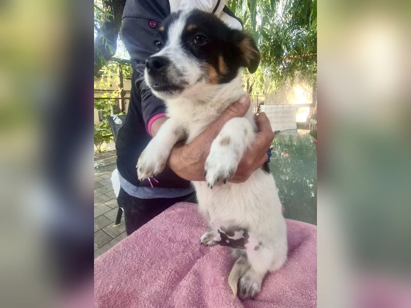 Angelo – kleiner Herzensbrecher sucht seine Familie